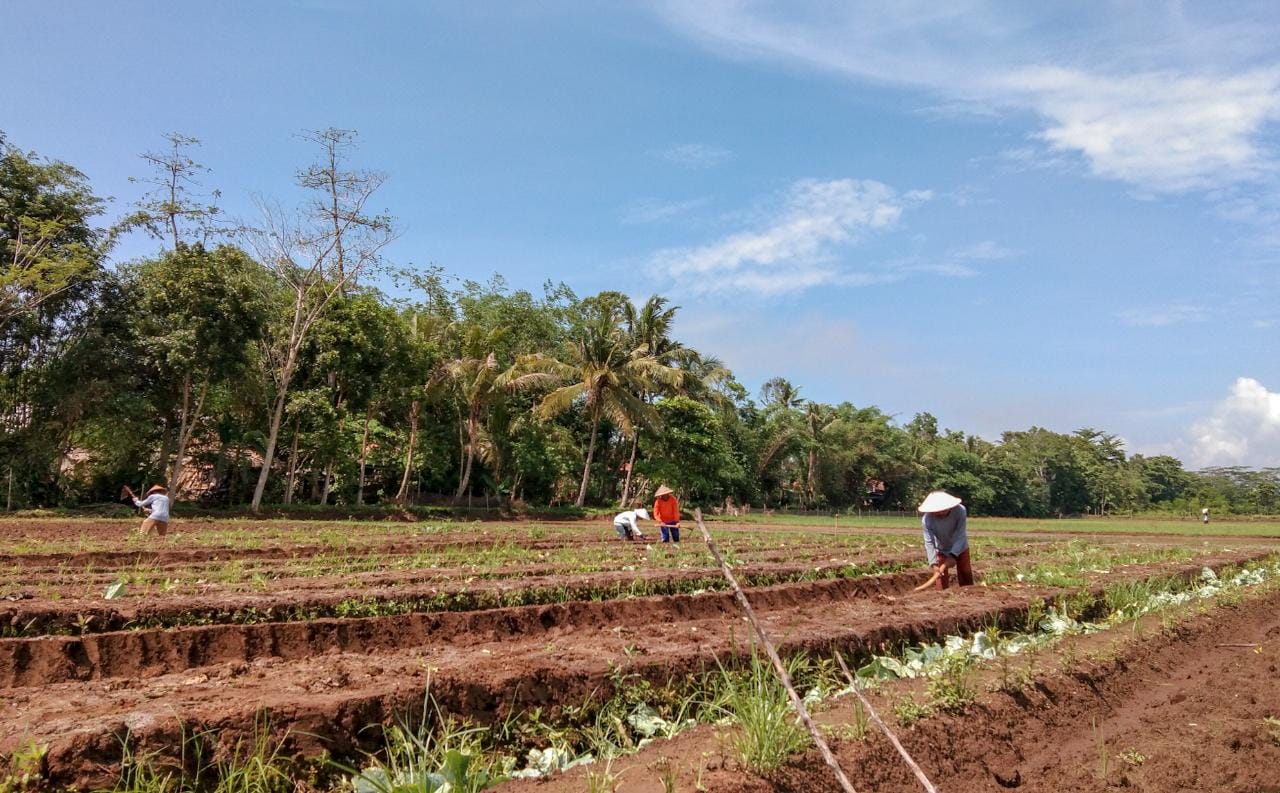Perlengkapan Pertanian Cilacap: Solusi Lengkap untuk Kebutuhan Petani